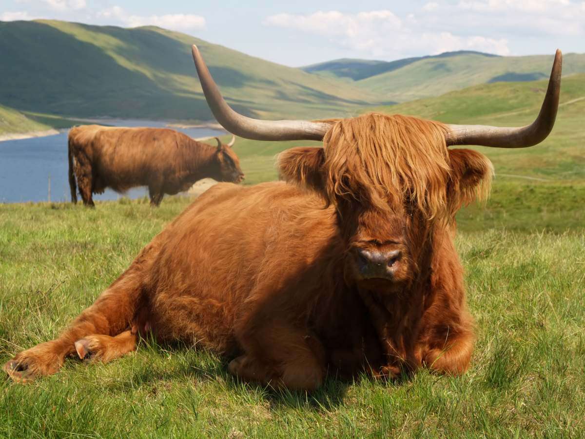 Krowa rasy szkockiej wyżynnej puzzle ze zdjęcia