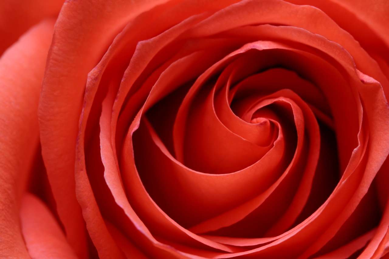 Czerwona róża puzzle
