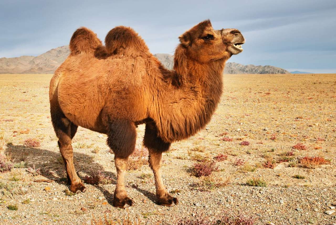 Wielbłąd na Pustyni Gobi (Mongolia) puzzle online
