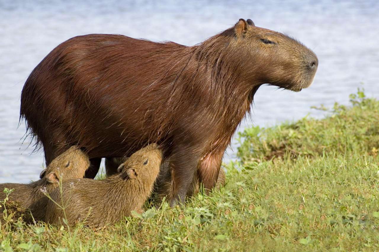 Karmiąca kapibara puzzle ze zdjęcia