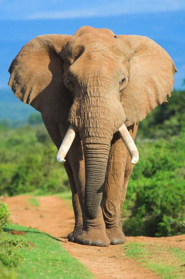 Słoń afrykański puzzle ze zdjęcia