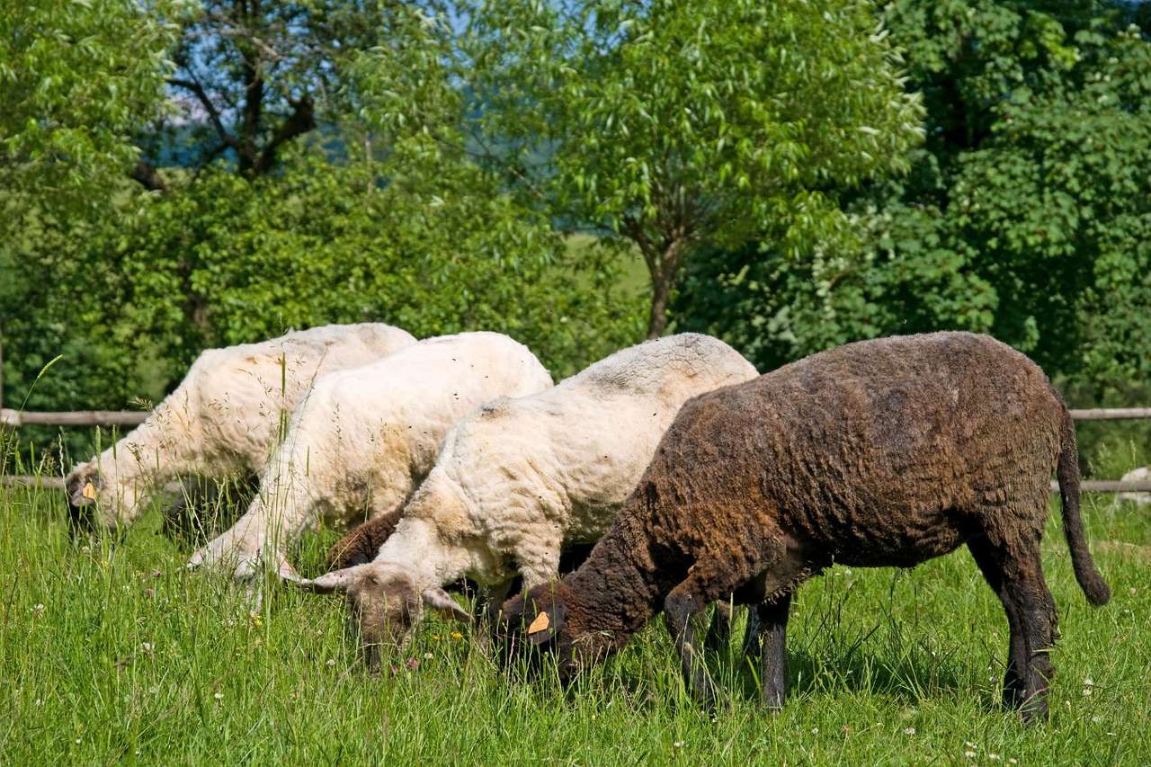 Pasące się owce puzzle online