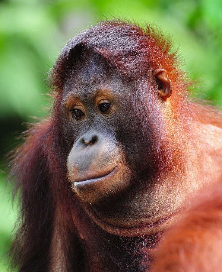 Orangutan puzzle ze zdjęcia