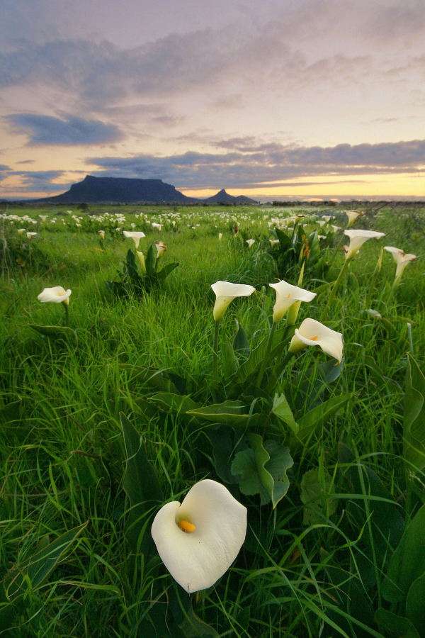 Kwiaty na tle Góry Stołowej (RPA) puzzle ze zdjęcia