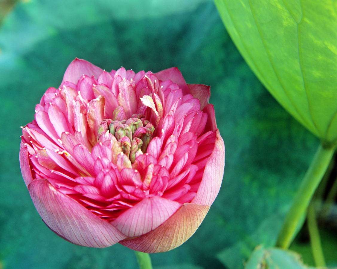 Kwiat Lotosu puzzle online