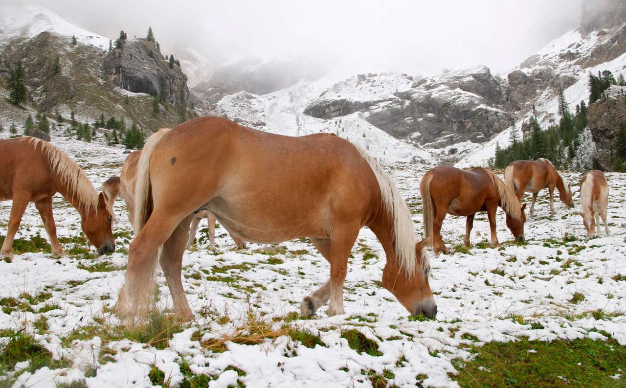 Dzikie Konie w alpejskich Dolomitach (Włochy) puzzle