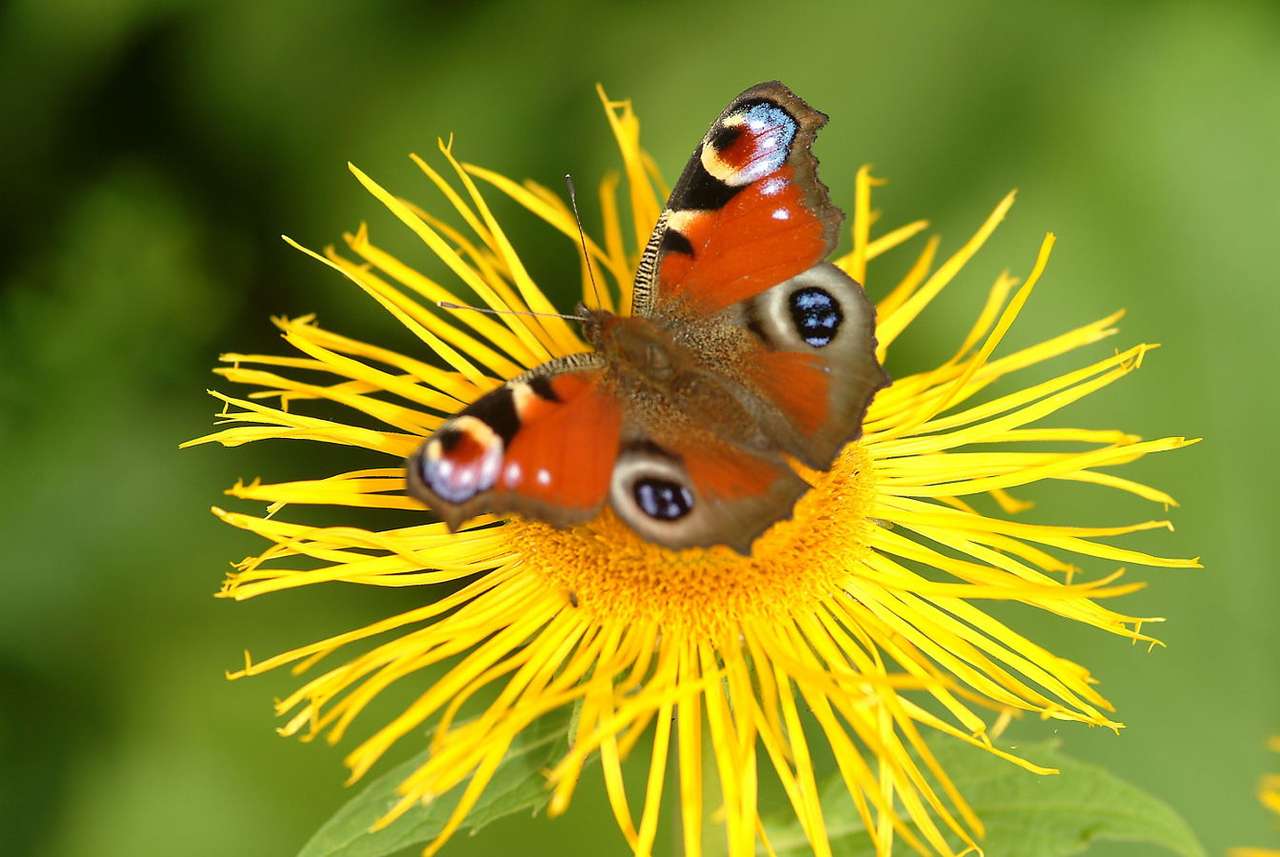 Rusałka pawik zbierająca nektar puzzle online