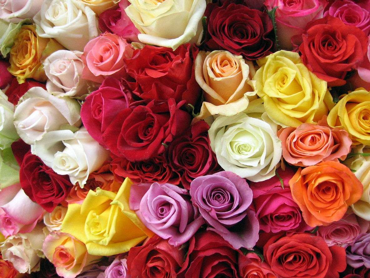 Bukiet wielobarwnych róż puzzle ze zdjęcia