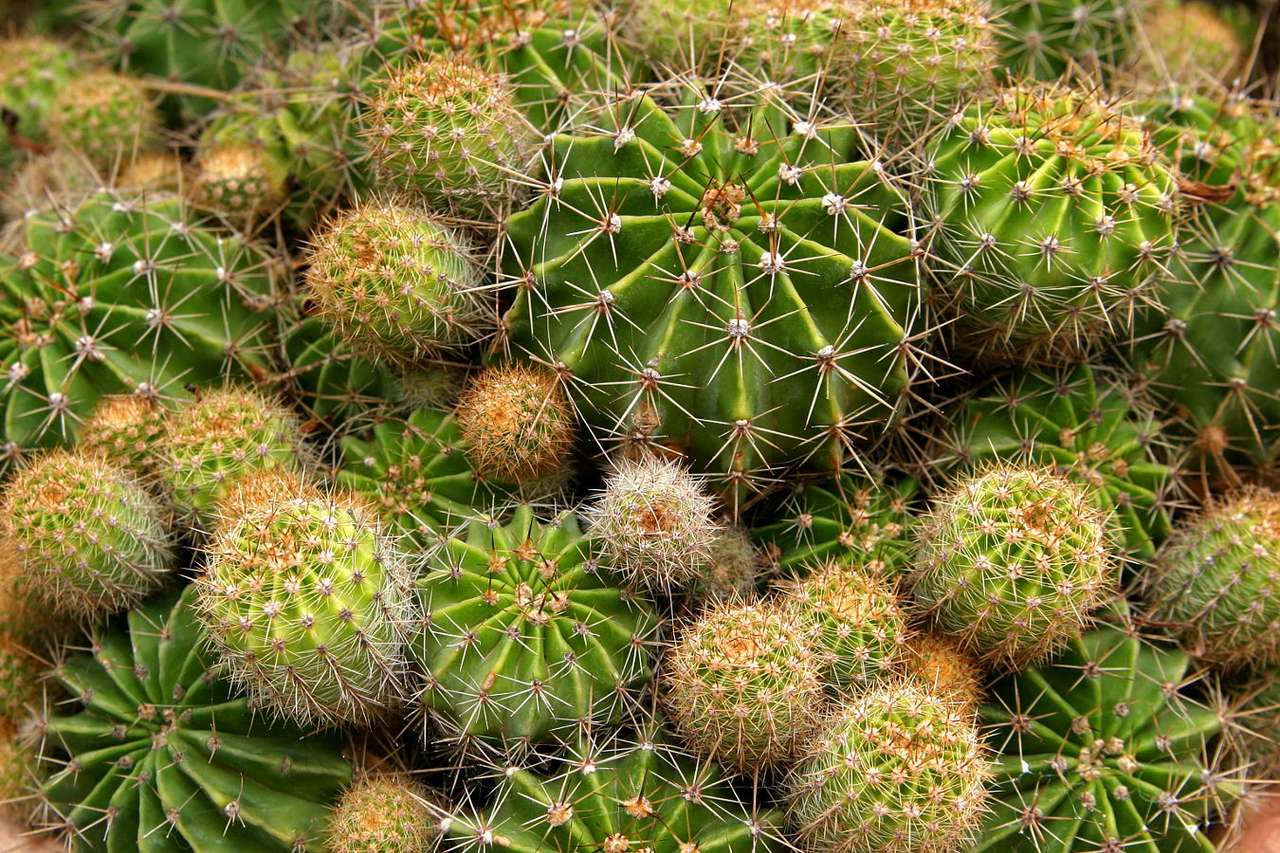 Kaktusy puzzle ze zdjęcia