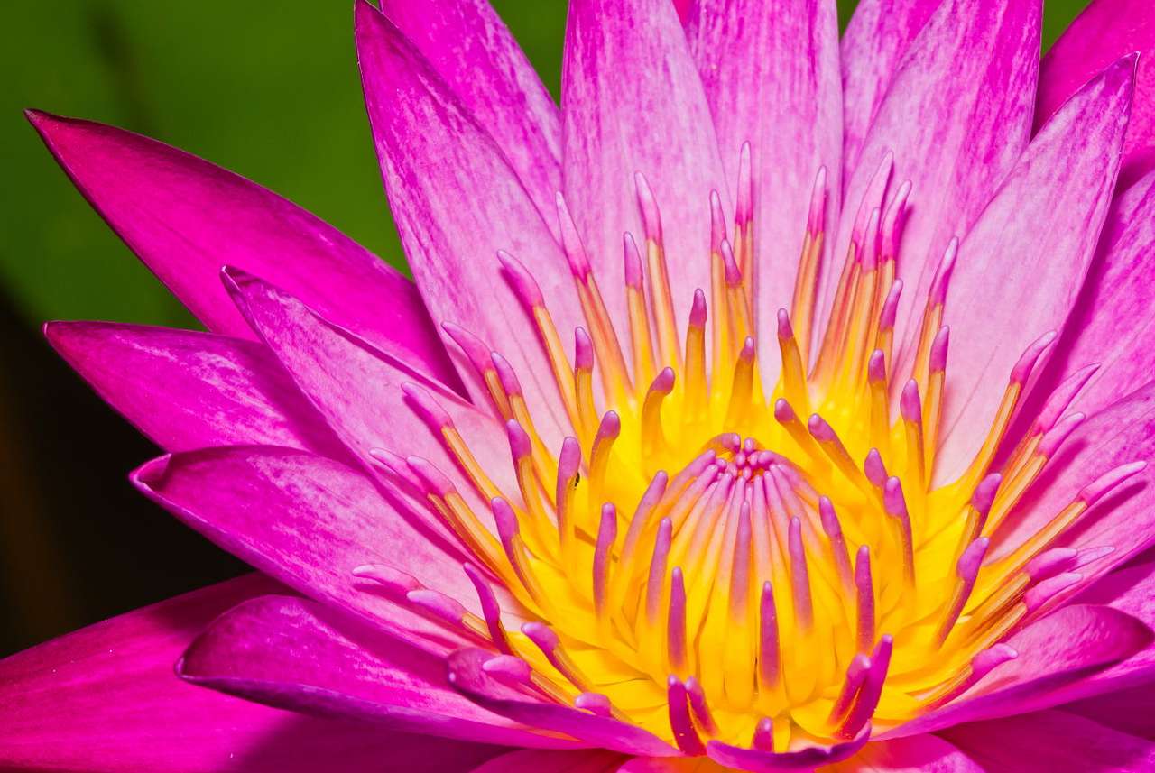 Kwiat lotosu puzzle online