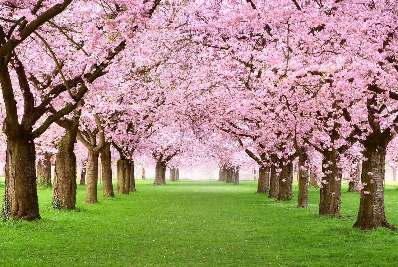 Kwitnące na różowo drzewa wiśniowe puzzle