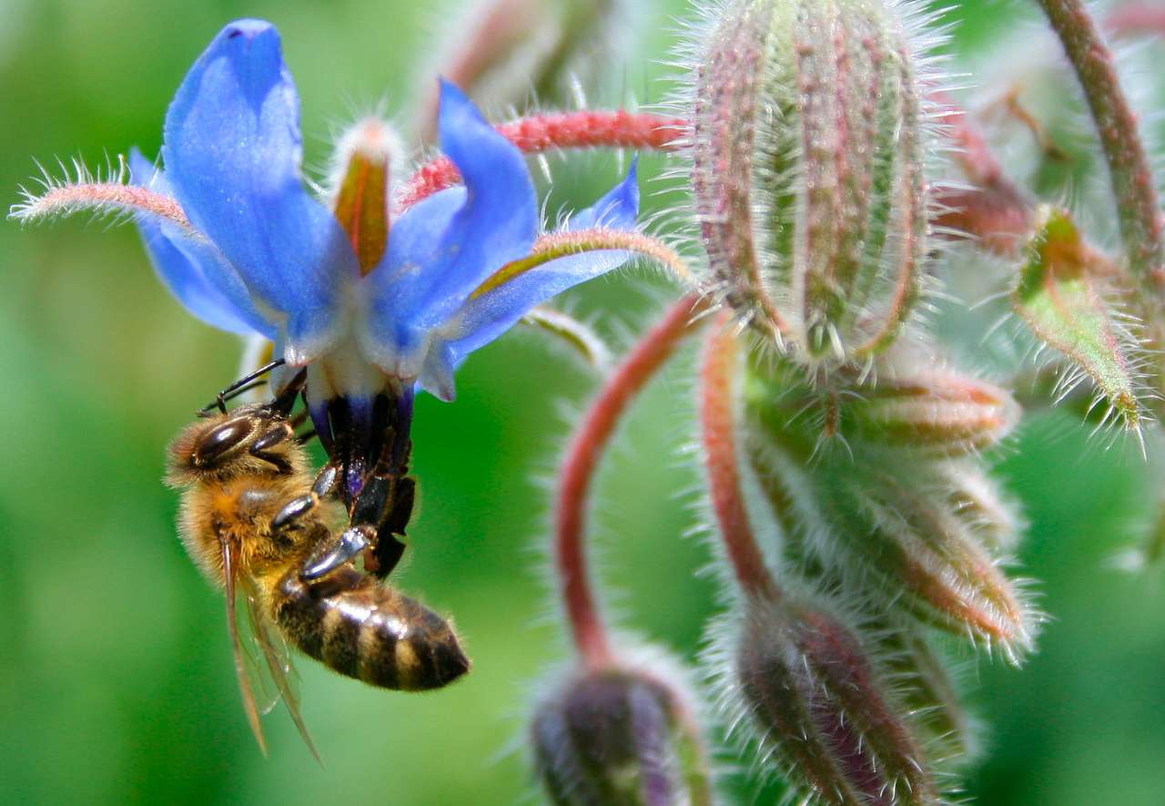 Pszczoła miodna puzzle ze zdjęcia