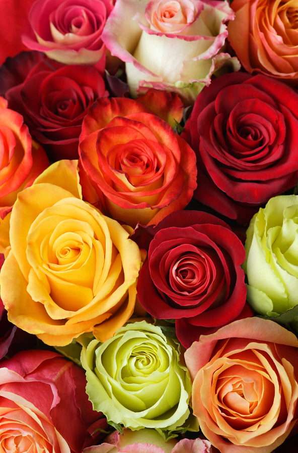 Różnokolorowe róże puzzle