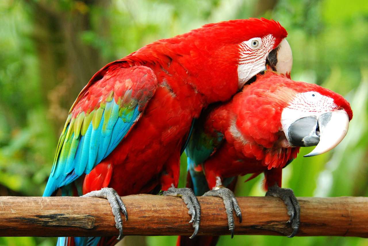 Dwie kolorowe papugi w zalotach puzzle online