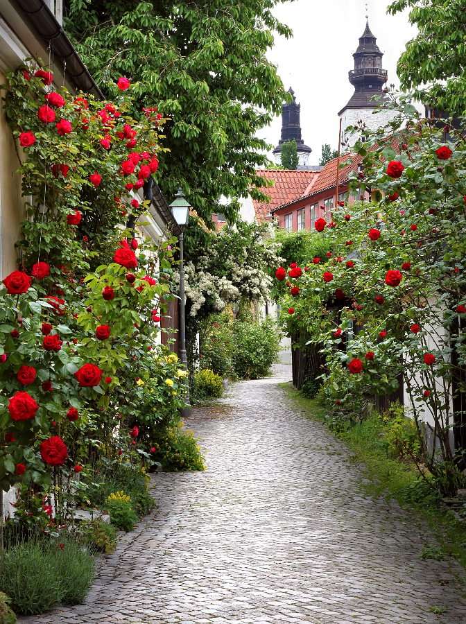 Ukwiecona różami uliczka Visby (Szwecja) puzzle online