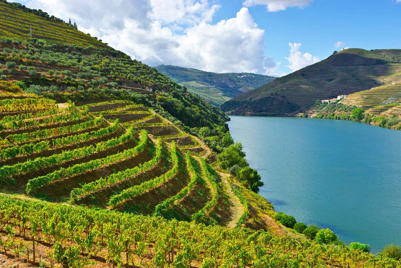 Winnice w dolinie rzeki Douro (Portugalia) puzzle online
