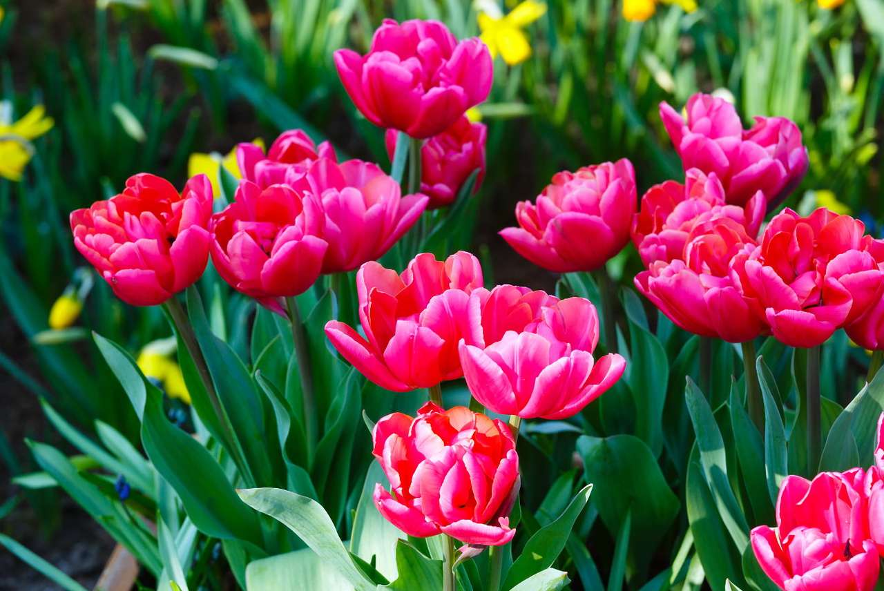 Różowe tulipany puzzle online ze zdjęcia