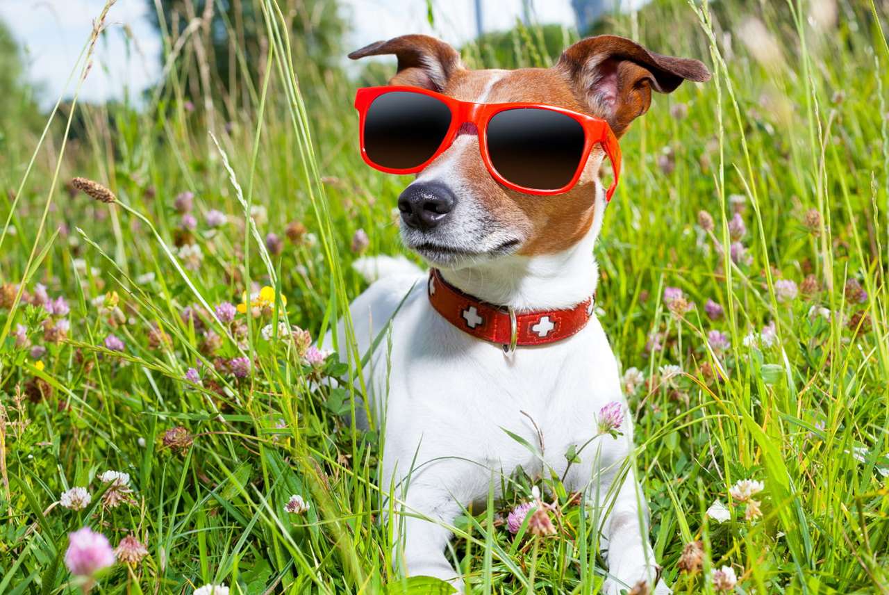 Jack Russell terier w okularach przeciwsłonecznych puzzle online