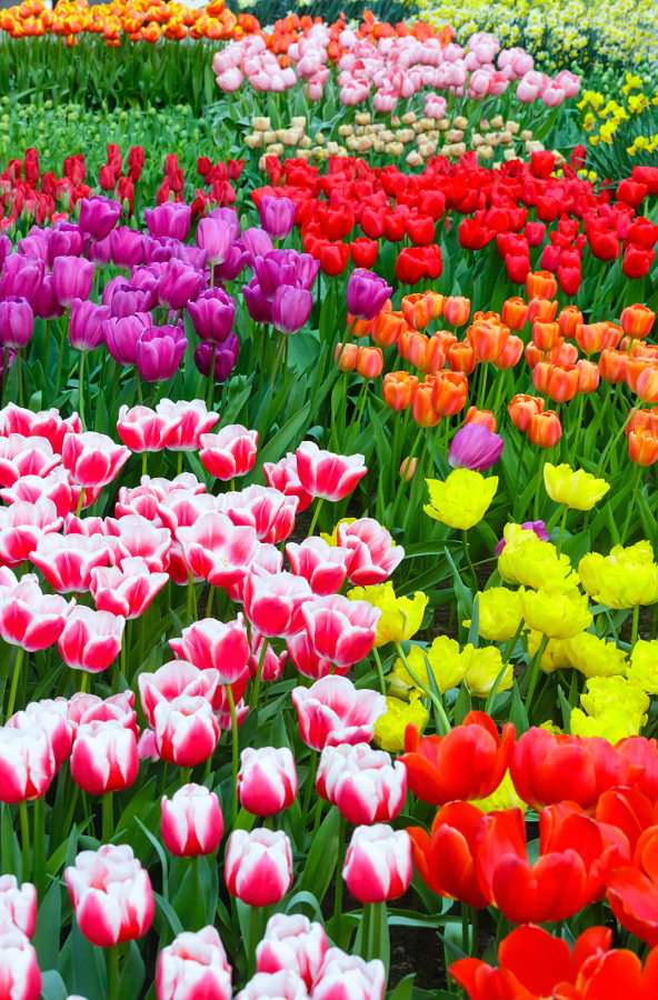 Kolorowe tulipany puzzle