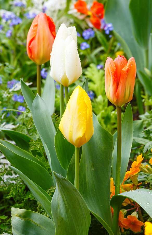 Różnokolorowe tulipany ogrodowe puzzle online