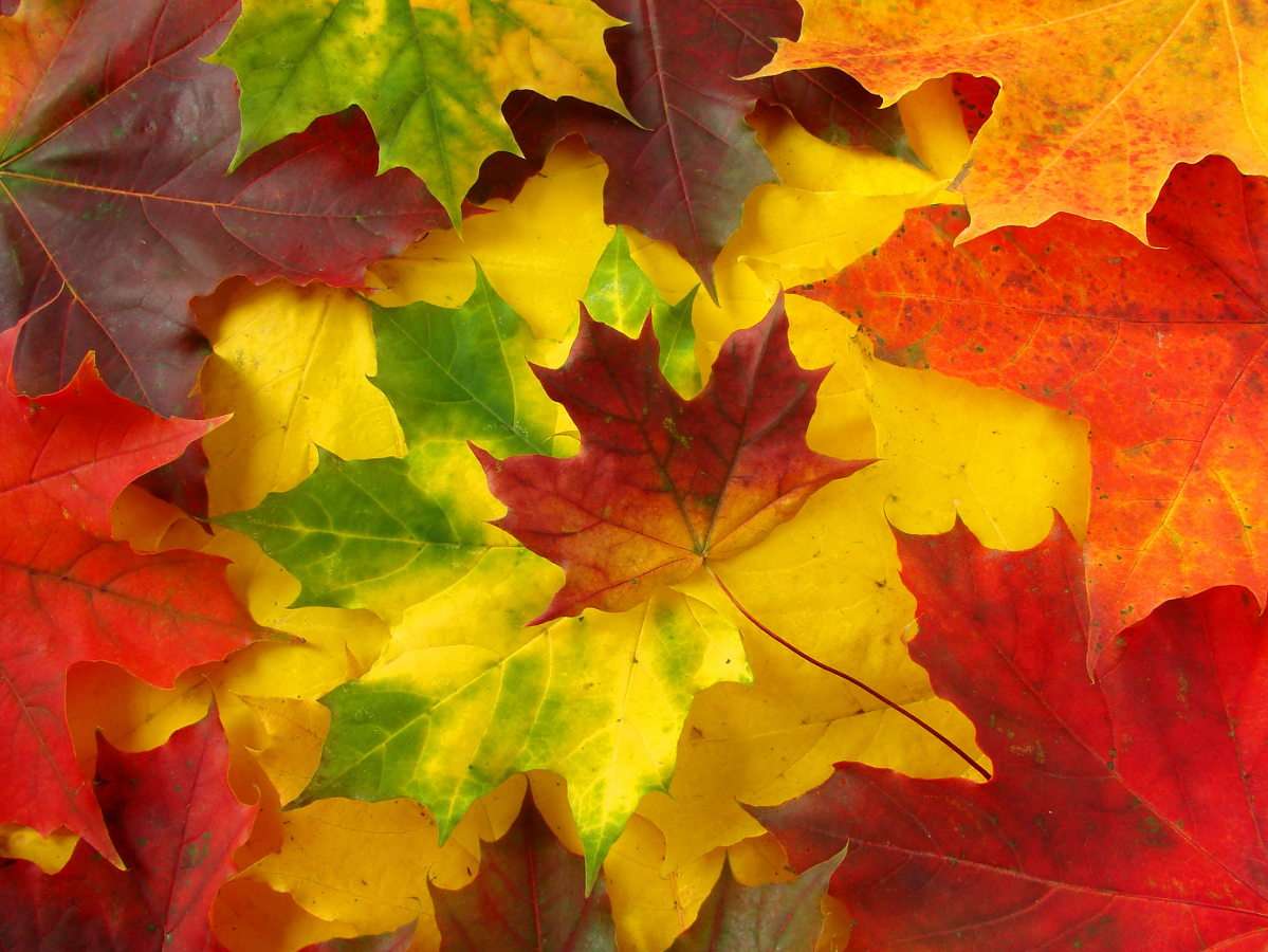 Kolorowe jesienne liście puzzle online