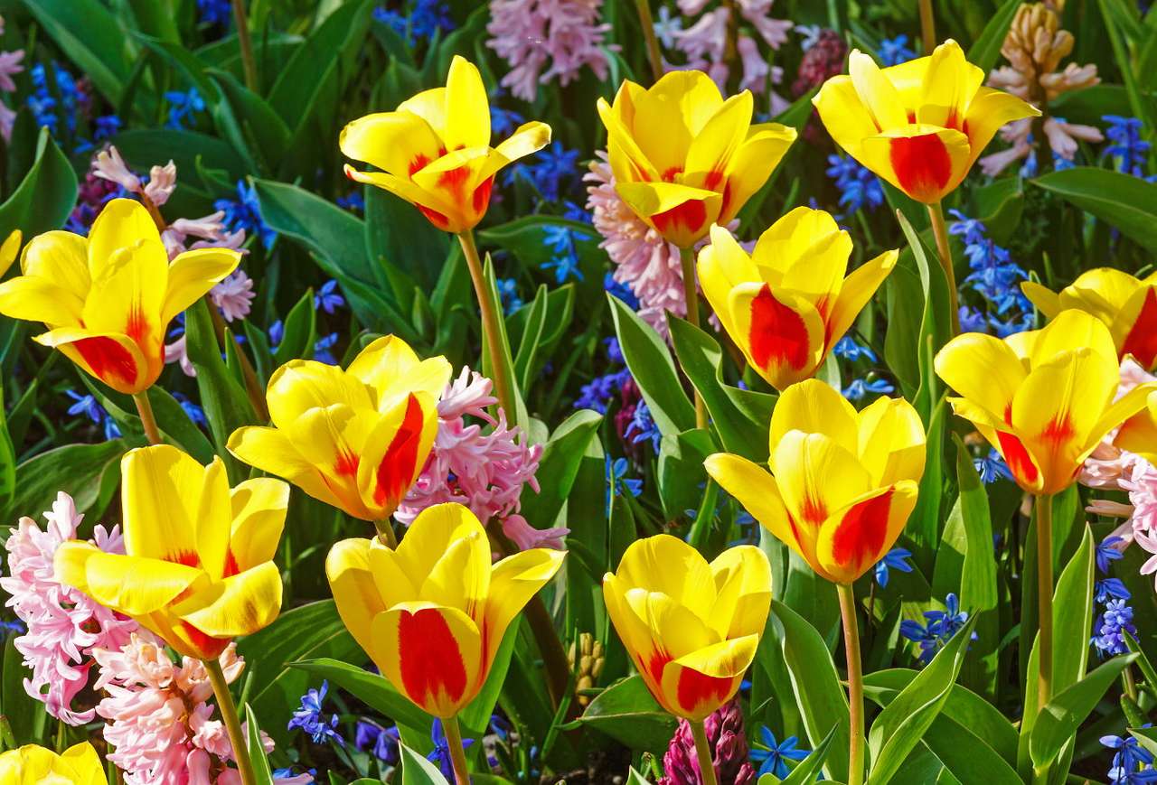 Żółto-czerwone tulipany i hiacynty puzzle online ze zdjęcia