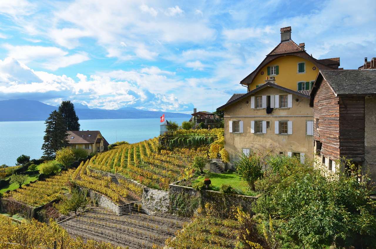 Winnica w Lavaux (Szwajcaria) puzzle online