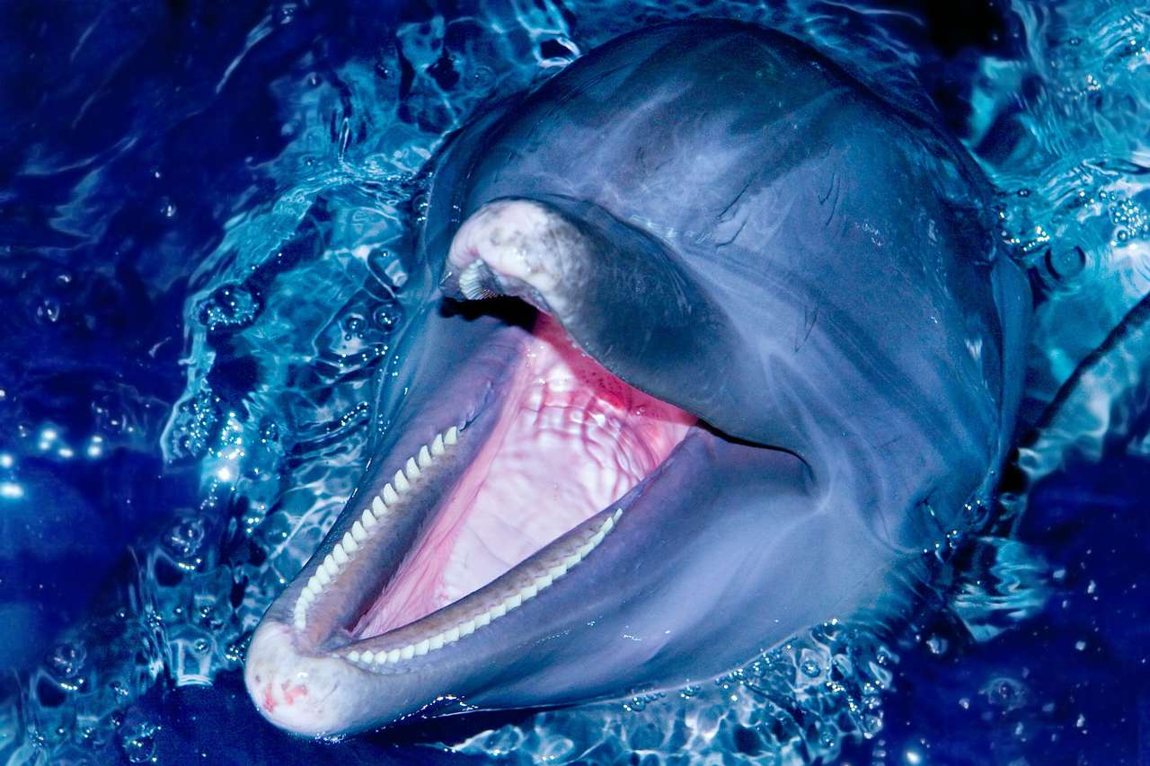 Delfin butlonos wystawiający głowę z wody puzzle online ze zdjęcia