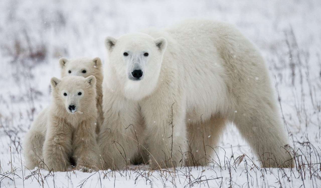 Niedźwiedź polarny z młodymi puzzle ze zdjęcia