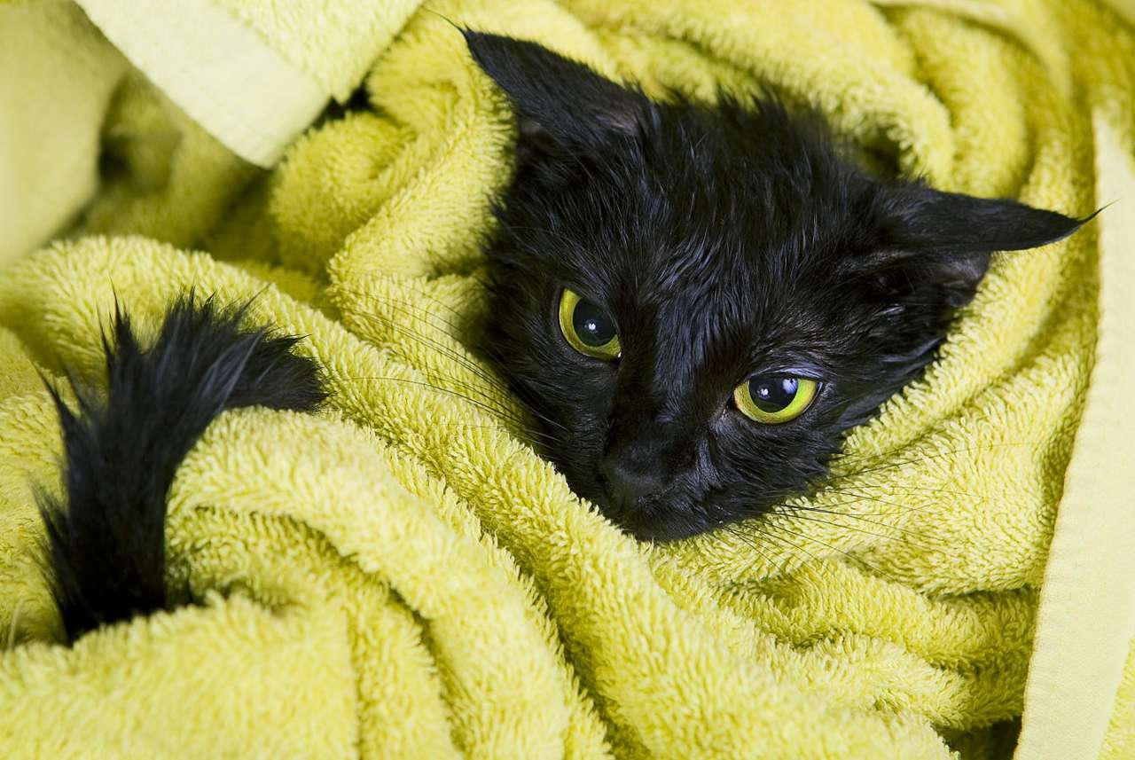 Mokry kot w ręczniku puzzle