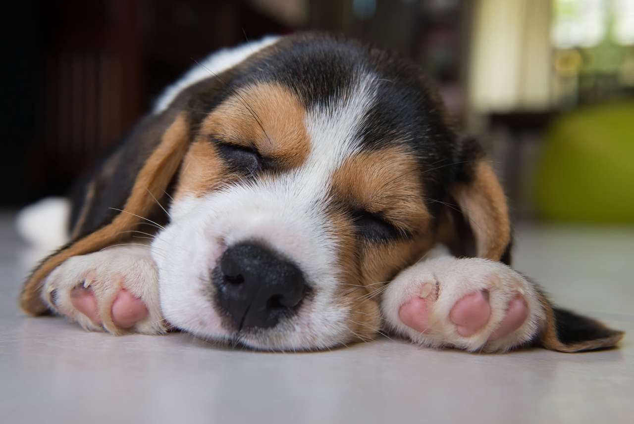 Śpiący szczeniak rasy beagle puzzle online ze zdjęcia