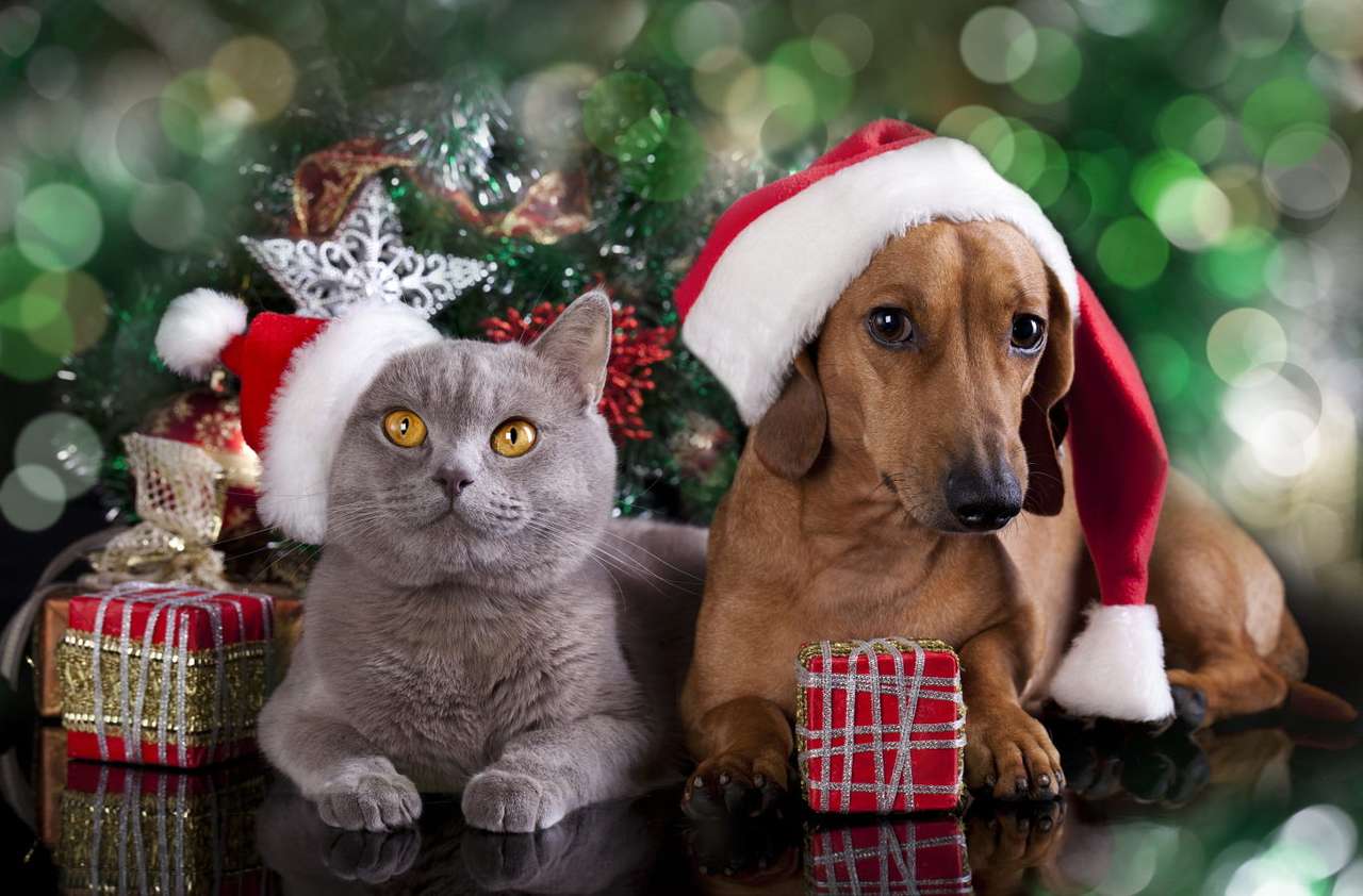 Kot i pies w świątecznych czapkach puzzle online