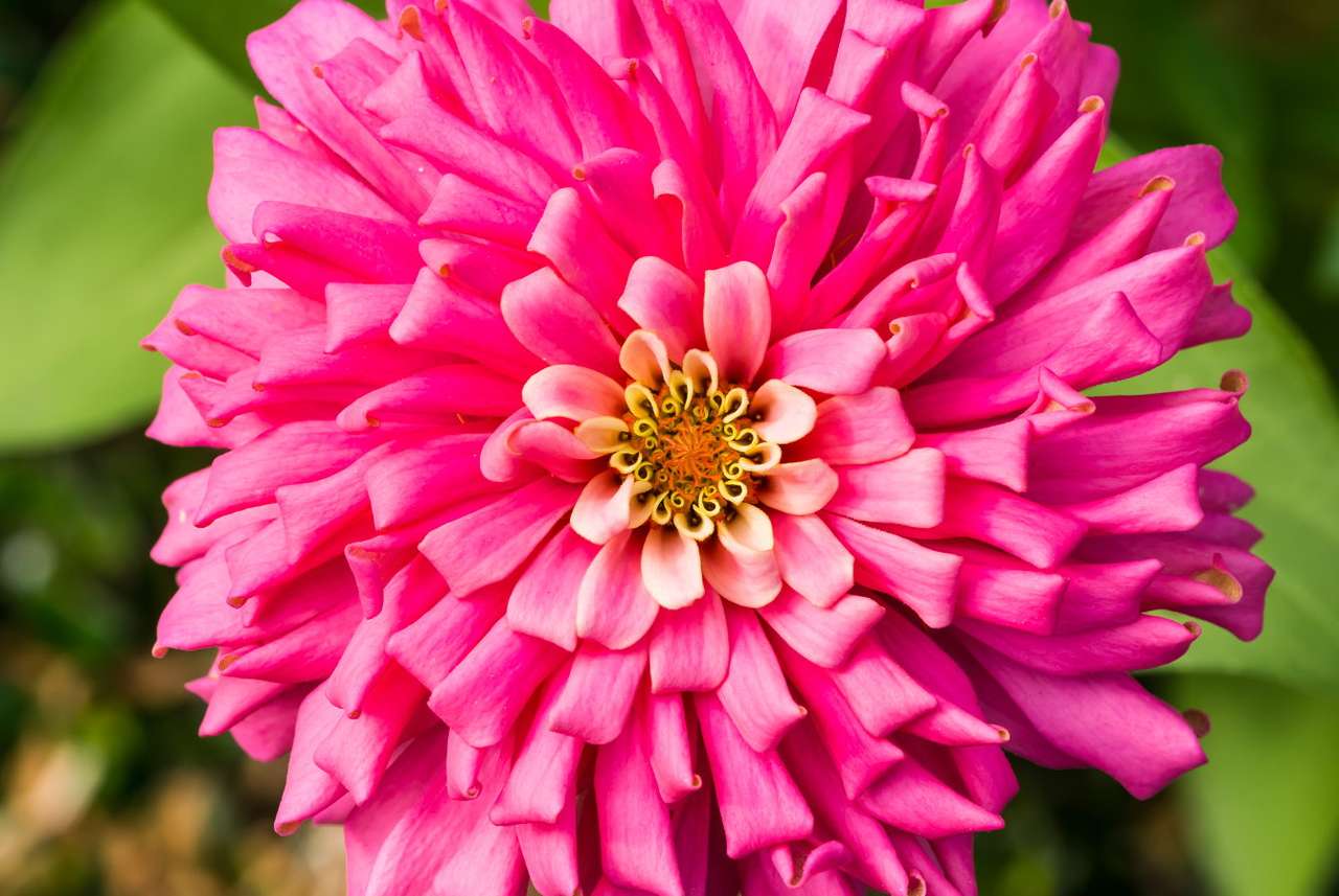 Różowy aster puzzle online ze zdjęcia