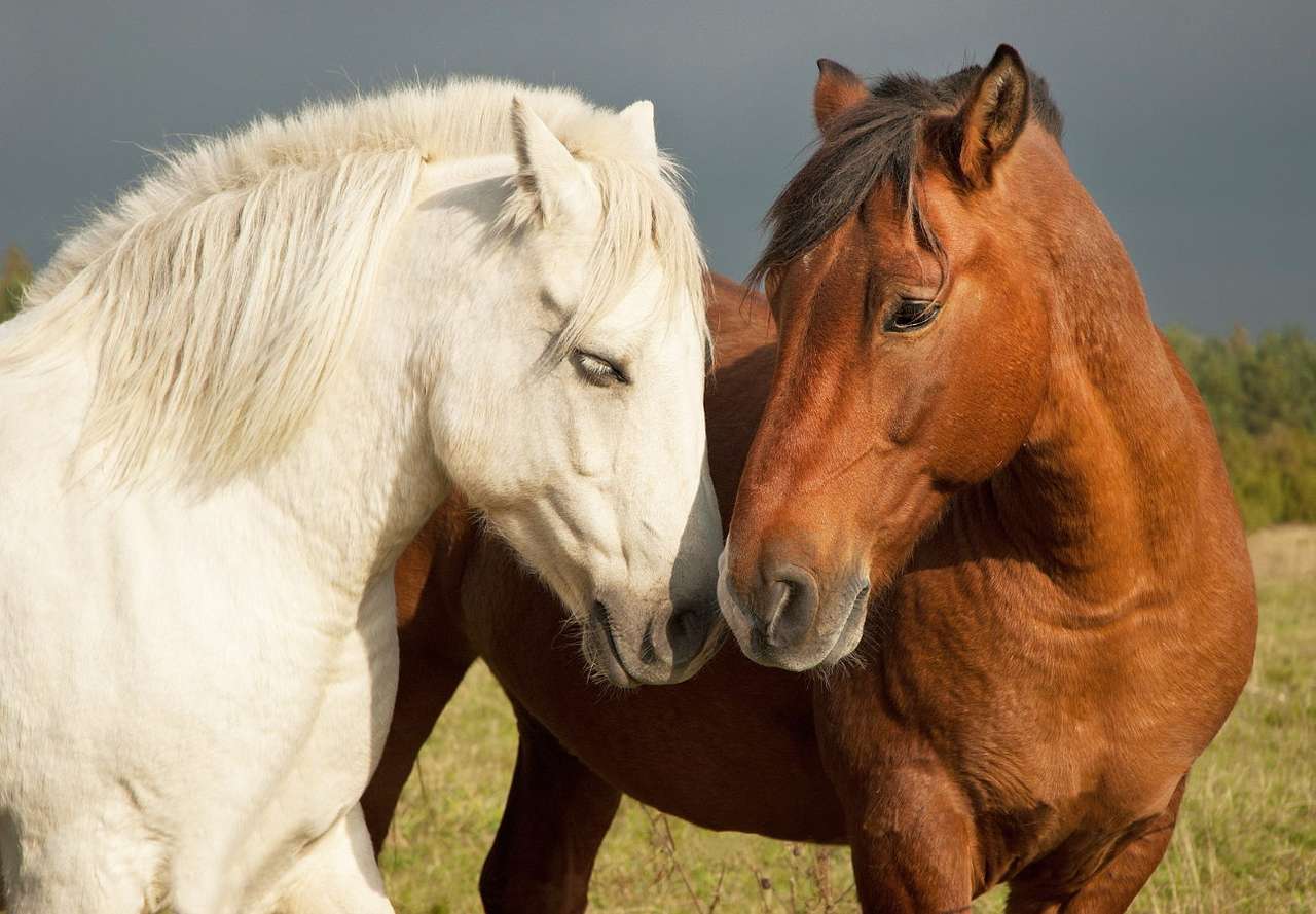 Dwa konie różnej maści puzzle online