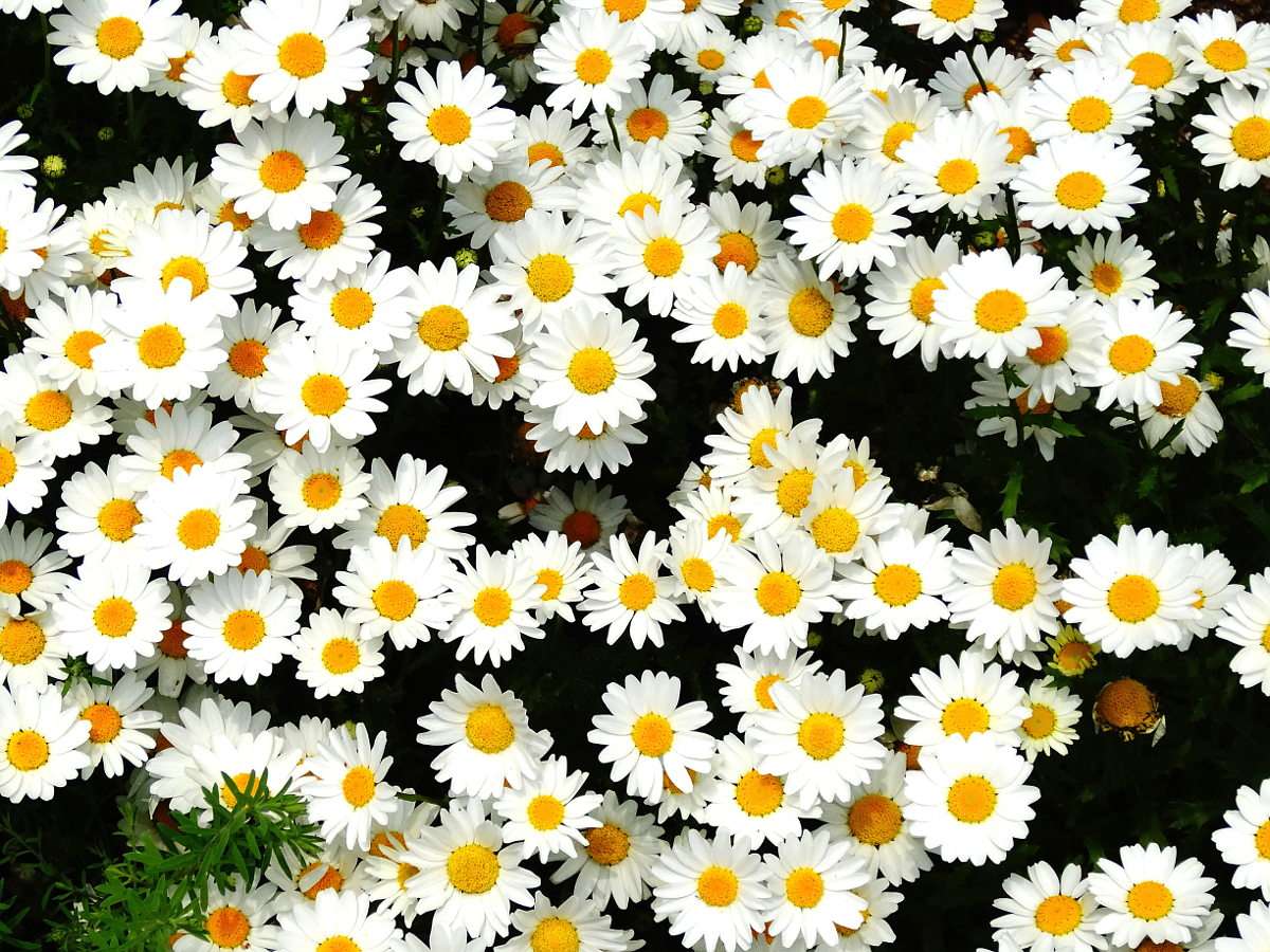 Kwiaty rumianku puzzle online