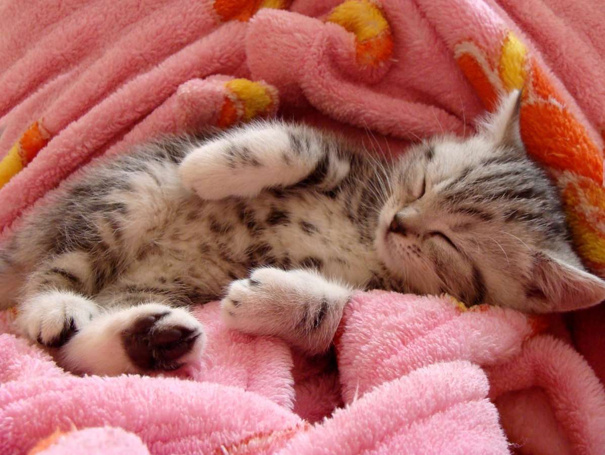 Śpiący kociak puzzle online