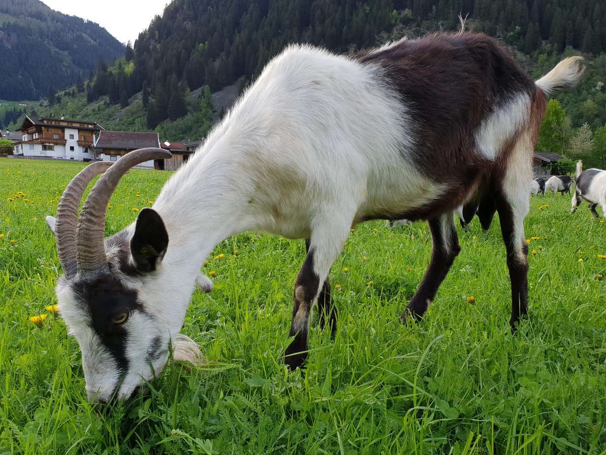 Koza na alpejskiej łące puzzle online ze zdjęcia