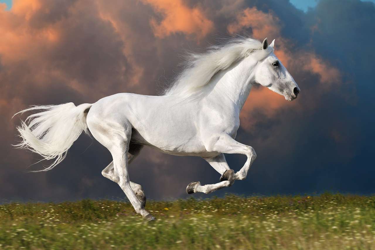 Biały koń w galopie puzzle ze zdjęcia