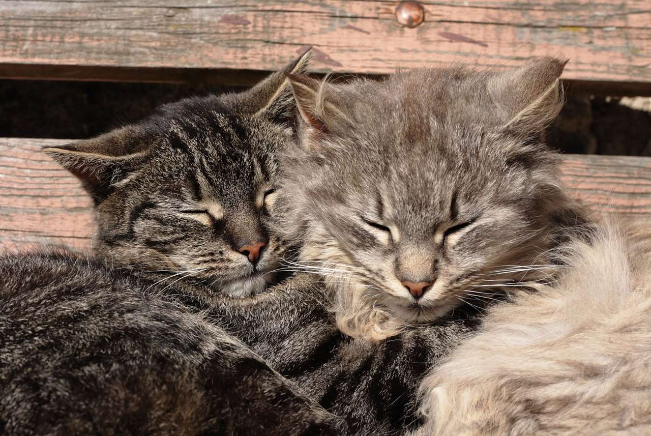 Dwa przytulone koty puzzle online