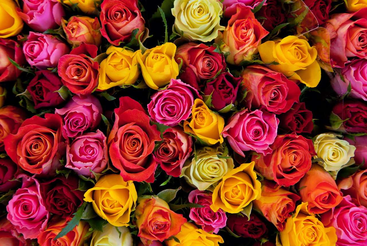 Kolorowe kwiaty róży puzzle online ze zdjęcia