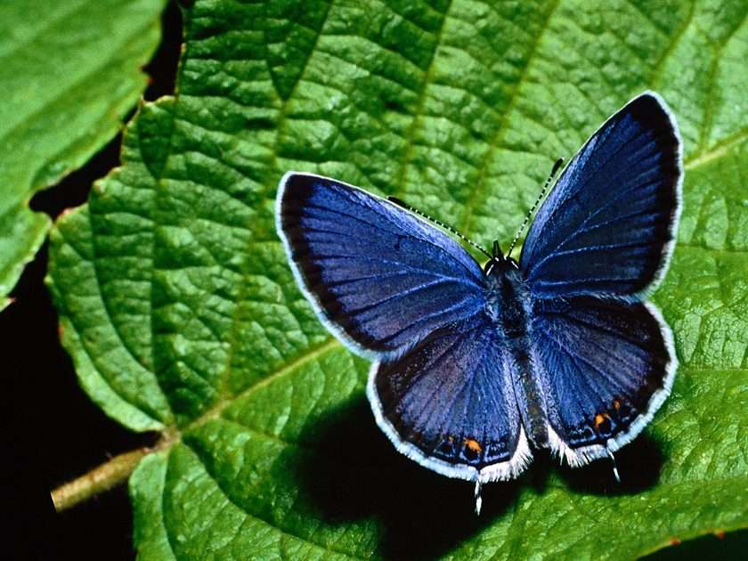 Niebieski motyl puzzle online ze zdjęcia
