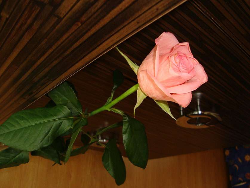 Różowa róża puzzle online ze zdjęcia