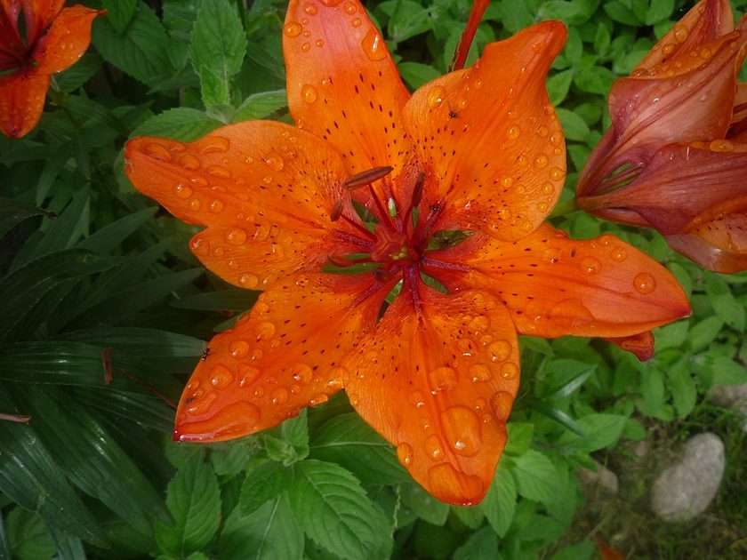 Kwiat lilii puzzle online ze zdjęcia
