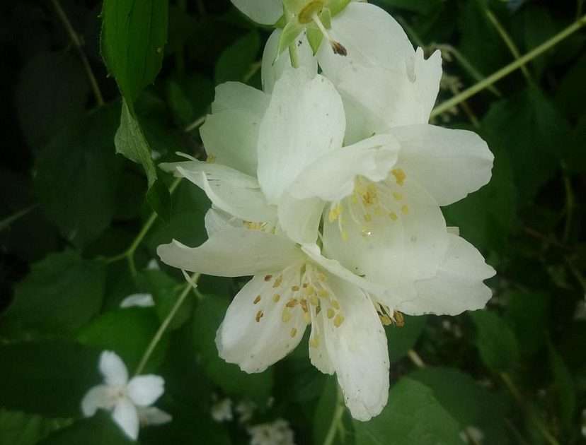 Kwiaty jaśminu puzzle online ze zdjęcia