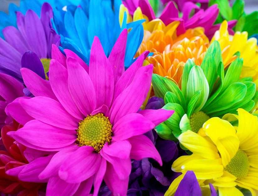 kolorowe kwiaty puzzle online