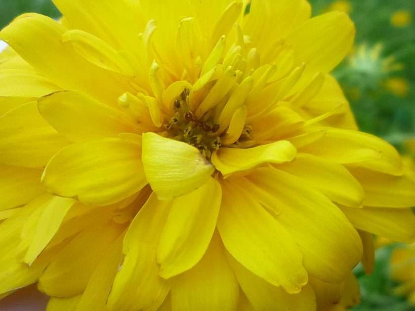 Żółty kwiatek :) puzzle online