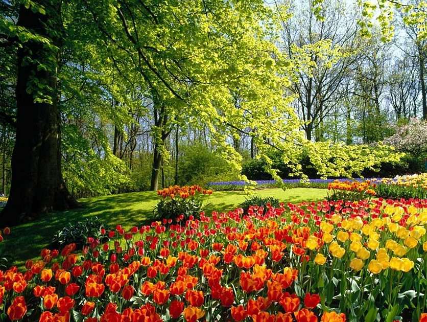Park w kwiatach puzzle online