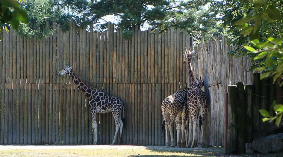 Żyrafa puzzle online ze zdjęcia