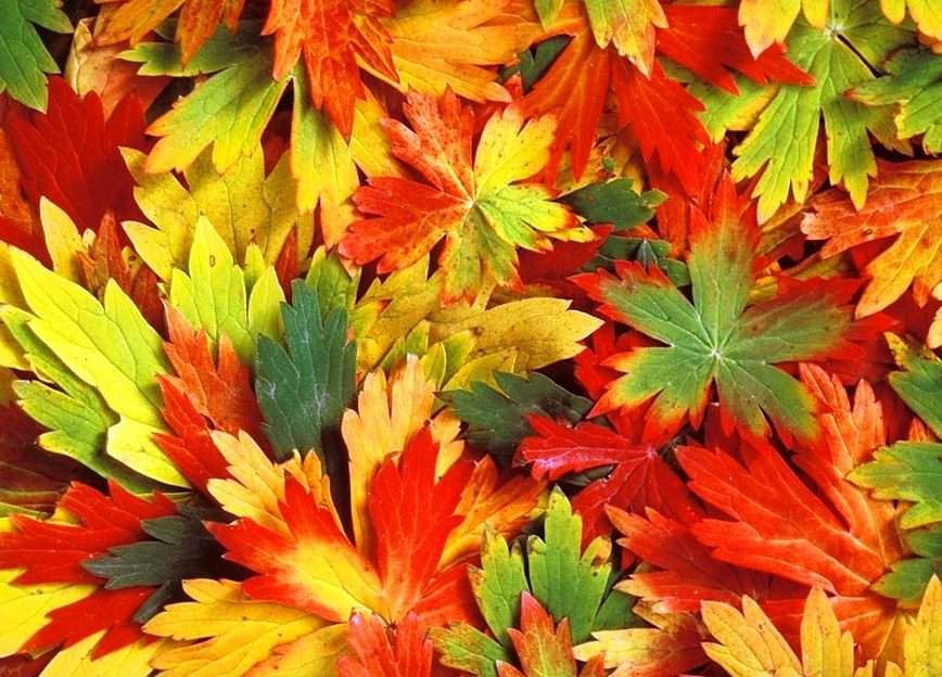 Barwy jesieni puzzle online