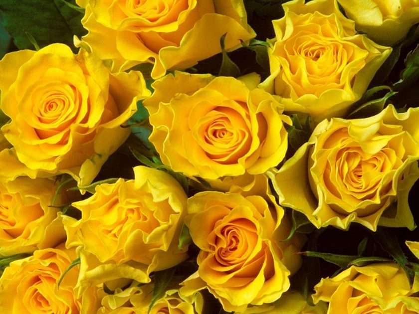 Bukiet żółtych róż puzzle online ze zdjęcia